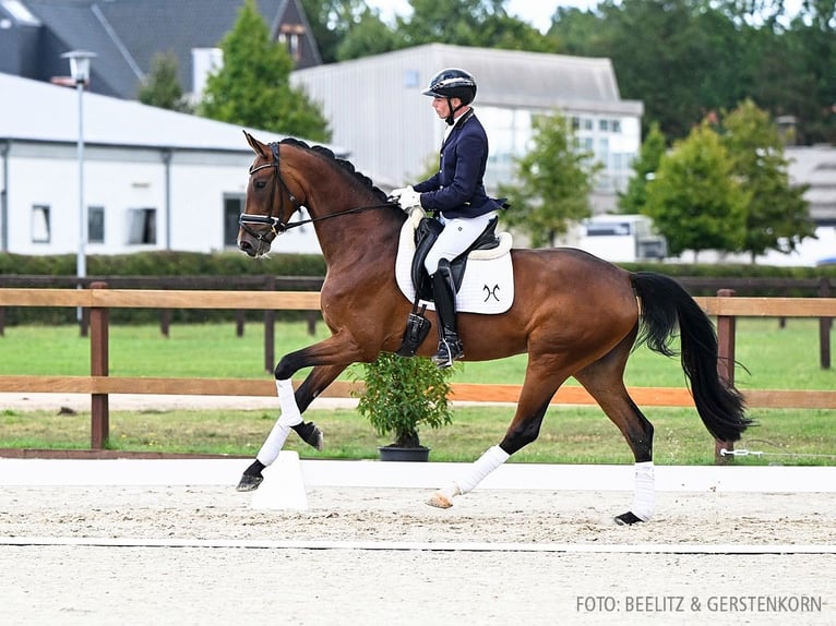 Hannover Giumenta 4 Anni 175 cm Baio in Verden