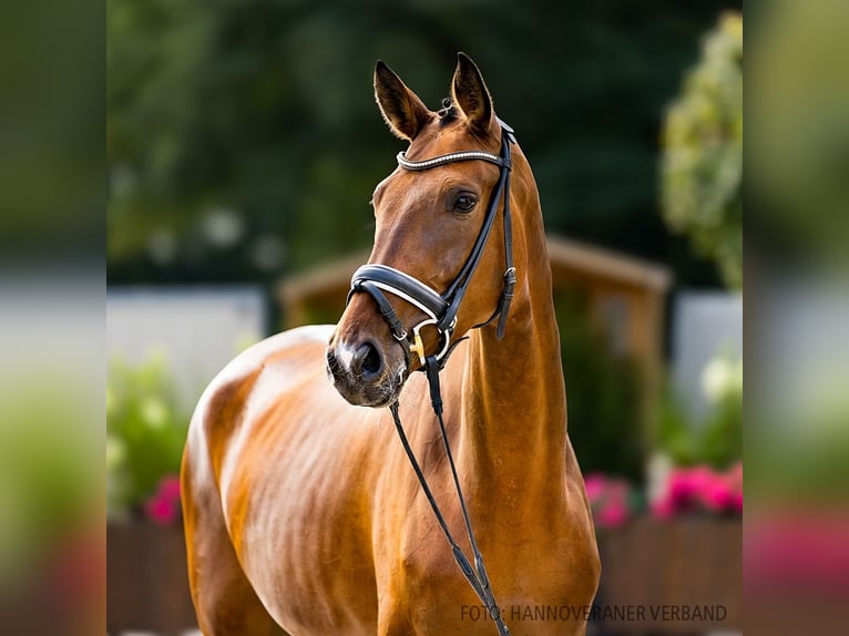 Hannover Giumenta 4 Anni 175 cm Baio in Verden