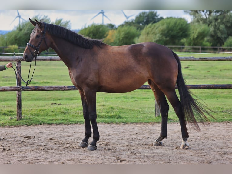 Hannover Giumenta 4 Anni 175 cm Baio scuro in Hellschen-Heringsand-Unterschaar
