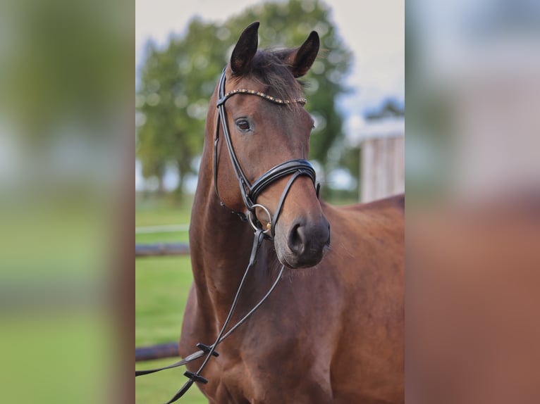 Hannover Giumenta 4 Anni 175 cm Baio scuro in Hellschen-Heringsand-Unterschaar