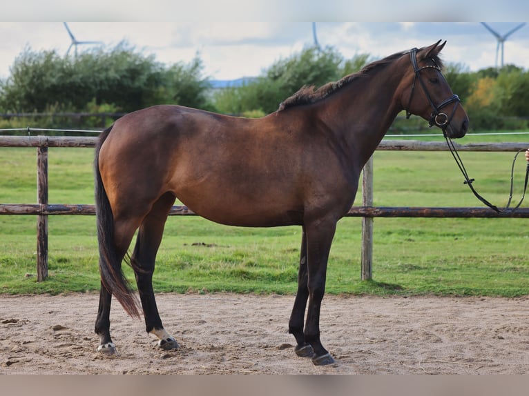 Hannover Giumenta 4 Anni 175 cm Baio scuro in Hellschen-Heringsand-Unterschaar