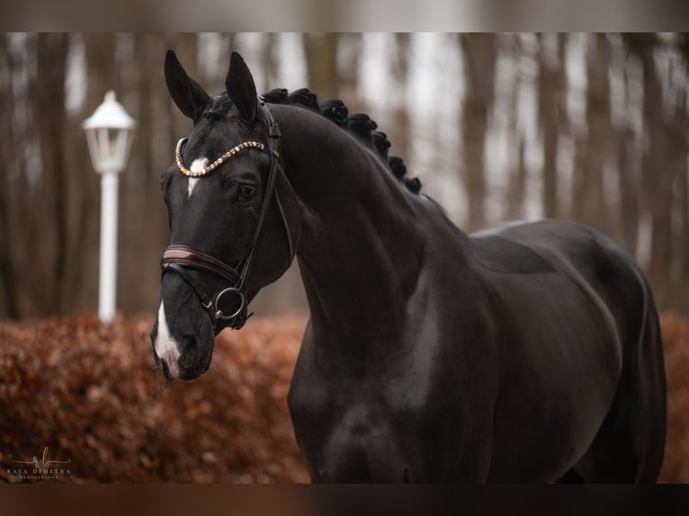 Hannover Giumenta 4 Anni 176 cm Morello in Wehringen