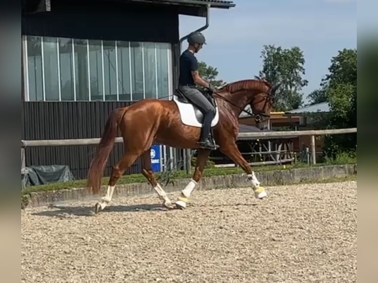 Hannover Giumenta 4 Anni 178 cm Sauro scuro in Kandern