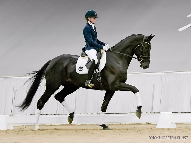 Hannover Giumenta 4 Anni 178 cm Sauro scuro in Verden