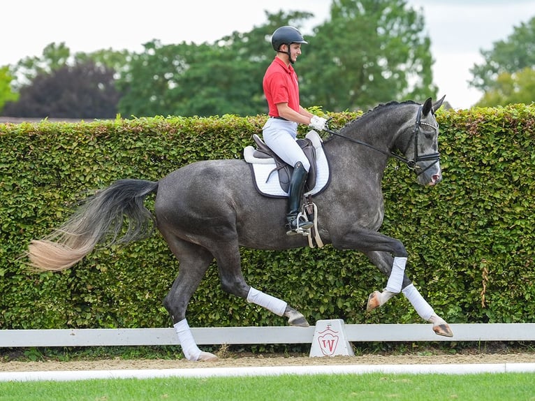 Hannover Giumenta 4 Anni 179 cm Grigio in Münster