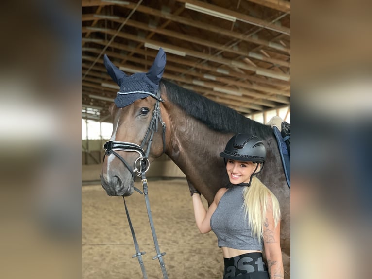 Hannover Giumenta 4 Anni 180 cm Baio in Rimbach