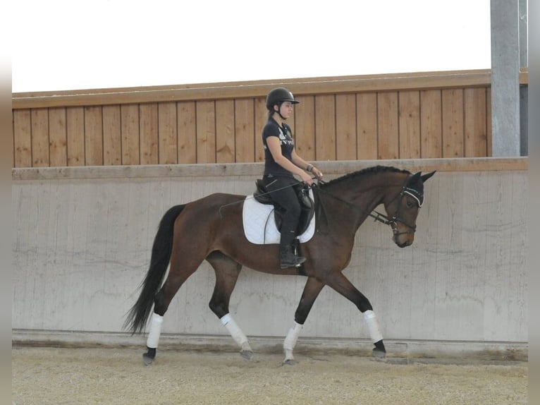 Hannover Giumenta 4 Anni Baio in Wellheim