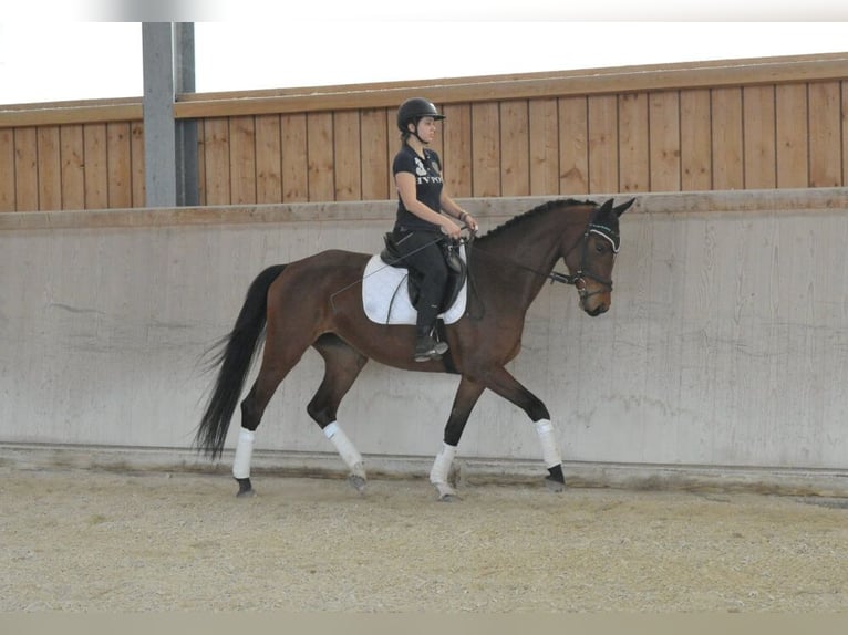 Hannover Giumenta 4 Anni Baio in Wellheim