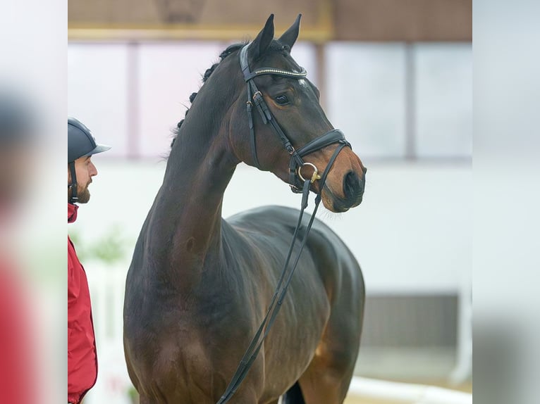 Hannover Giumenta 4 Anni Baio in Münster-Handorf