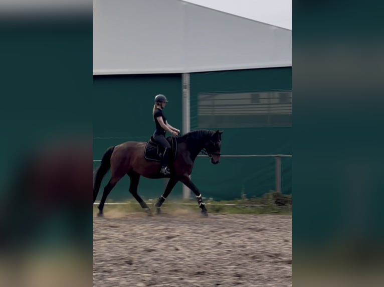 Hannover Giumenta 4 Anni Baio in OstercappelnOstercappeln