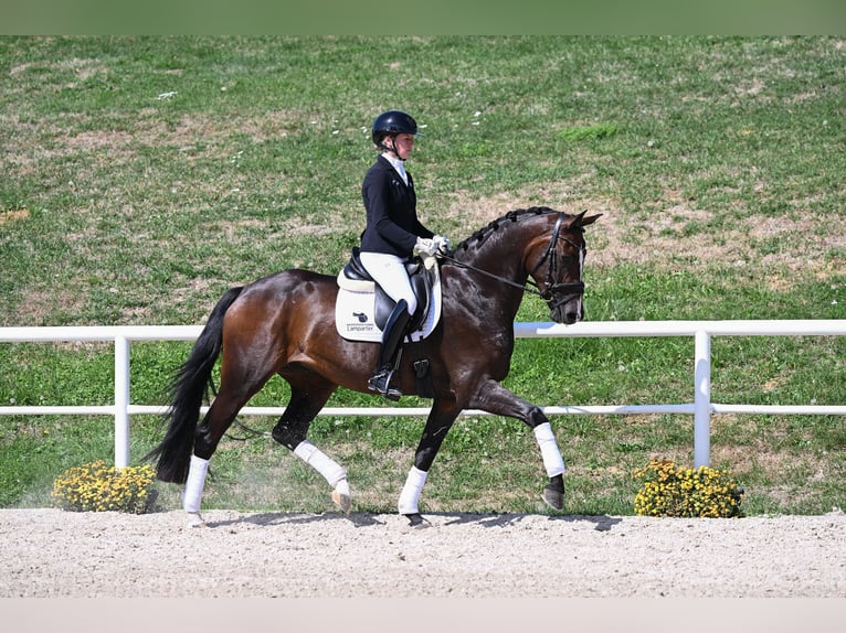 Hannover Giumenta 4 Anni Baio scuro in Gomadingen