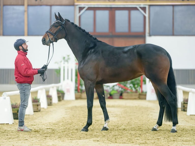 Hannover Giumenta 4 Anni Baio scuro in Münster-Handorf