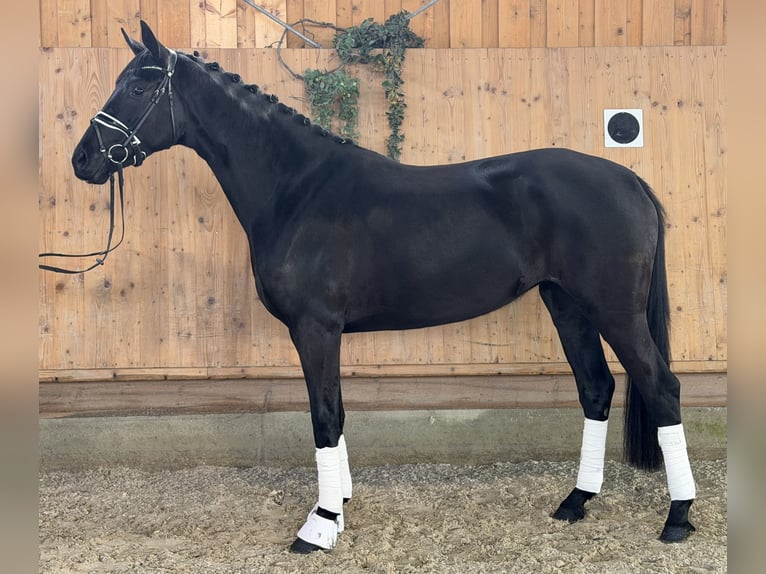 Hannover Giumenta 4 Anni Morello in Riedlingen