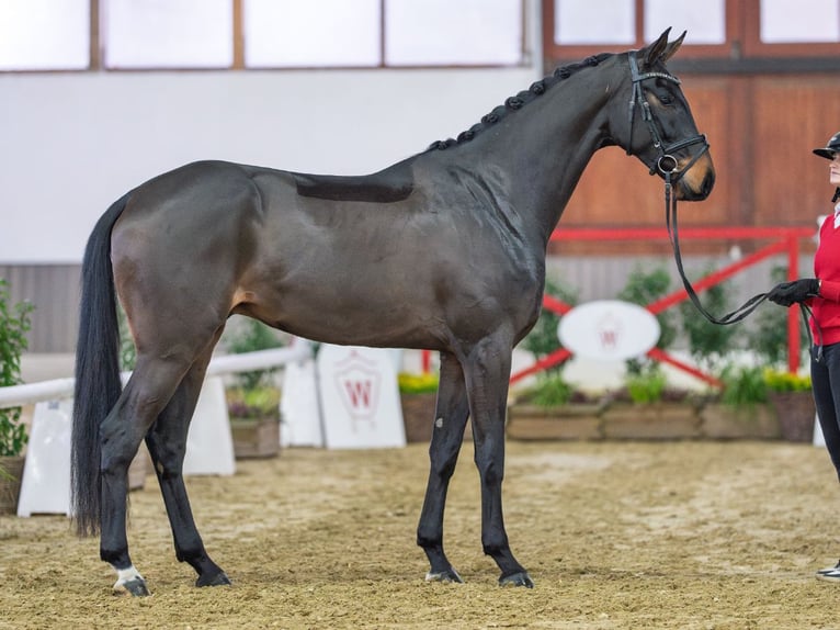 Hannover Giumenta 4 Anni Morello in Münster-Handorf