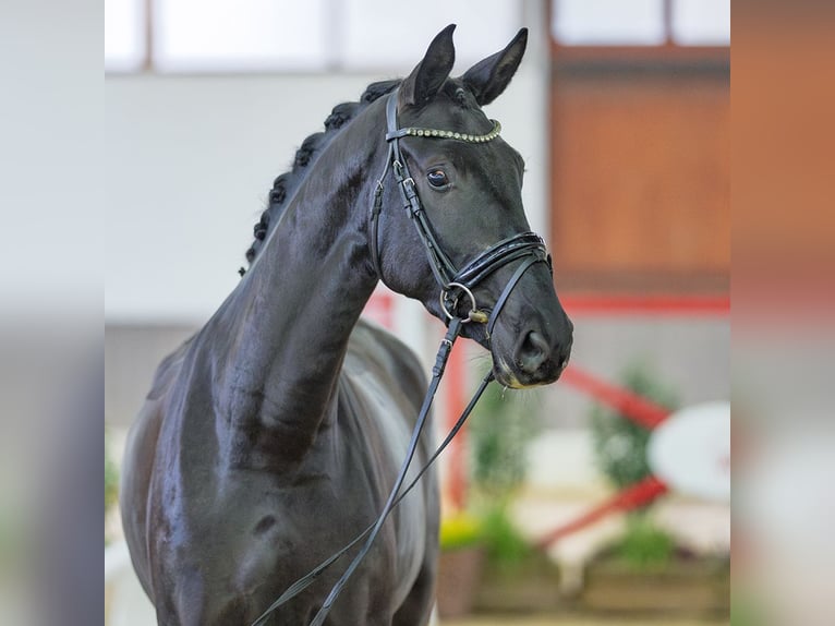 Hannover Giumenta 4 Anni Morello in Münster-Handorf