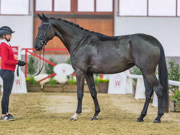 Hannover Giumenta 4 Anni Morello in Münster-Handorf