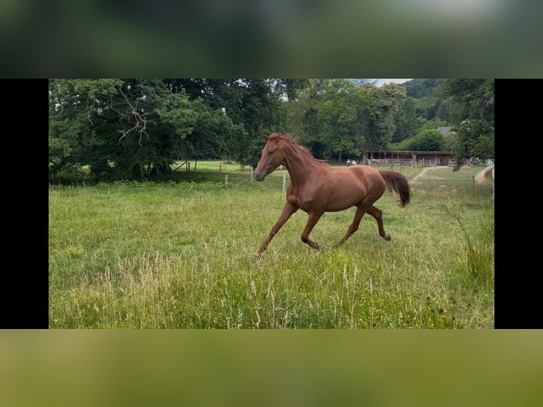 Hannover Giumenta 4 Anni Sauro scuro in Engelskirchen