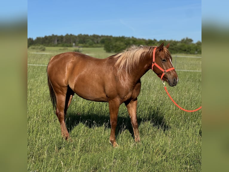 Hannover Mix Giumenta 5 Anni 151 cm Sauro in Eisenach