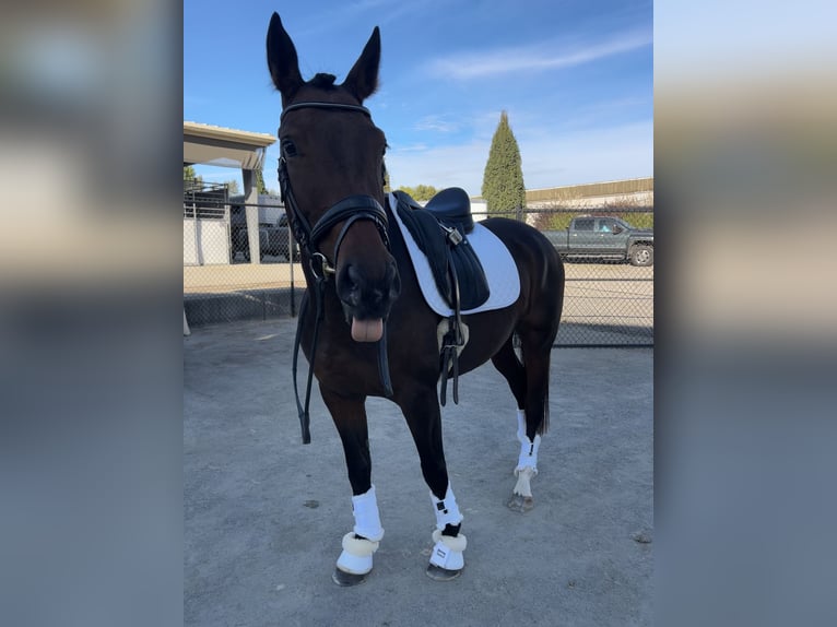 Hannover Mix Giumenta 5 Anni 152 cm Baio ciliegia in Halbstadt