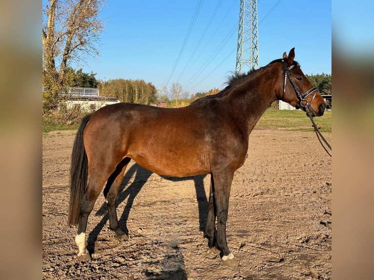 Hannover Giumenta 5 Anni 158 cm Baio in Arneburg