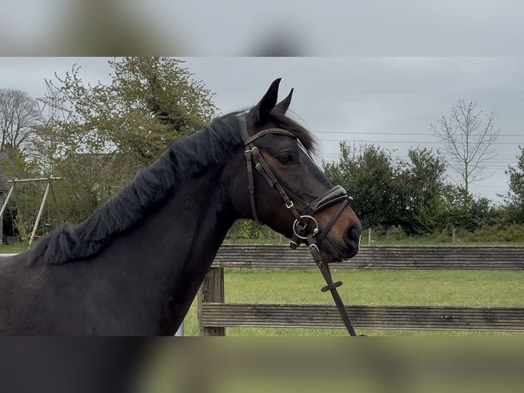 Hannover Giumenta 5 Anni 158 cm Baio scuro in Hagen im Bremischen