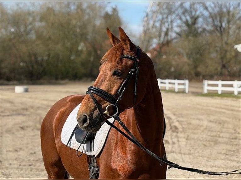 Hannover Giumenta 5 Anni 158 cm Sauro scuro in Verden (Aller)