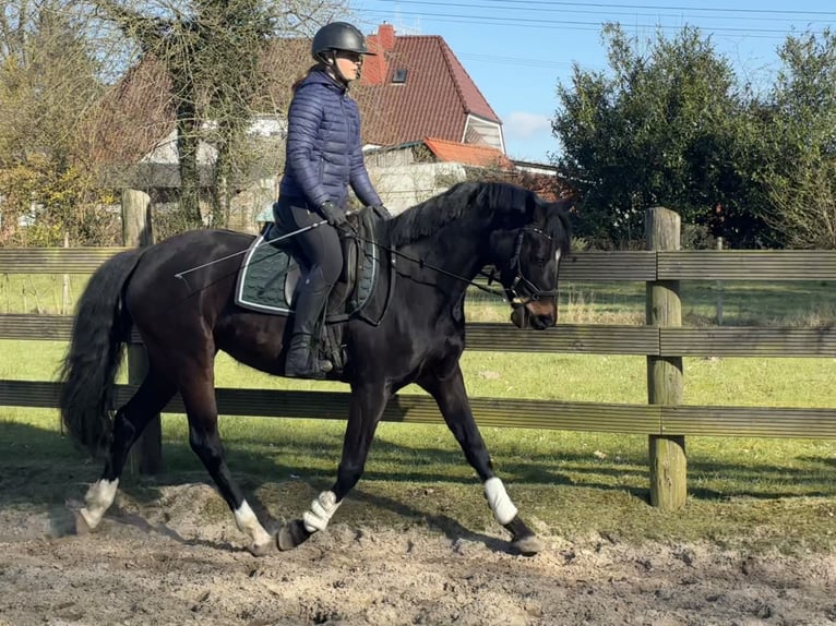 Hannover Giumenta 5 Anni 160 cm Baio scuro in Hagen im Bremischen