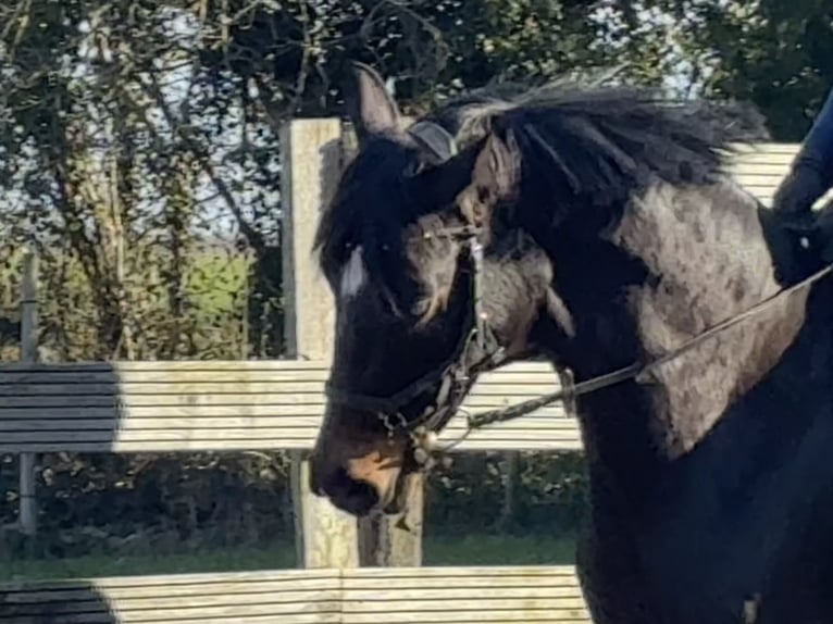 Hannover Giumenta 5 Anni 160 cm Baio scuro in Hagen im Bremischen
