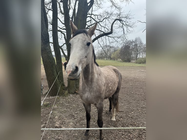 Hannover Giumenta 5 Anni 160 cm Grigio pezzato in Velten