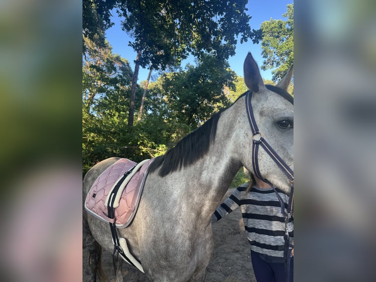 Hannover Giumenta 5 Anni 160 cm Grigio pezzato in Velten