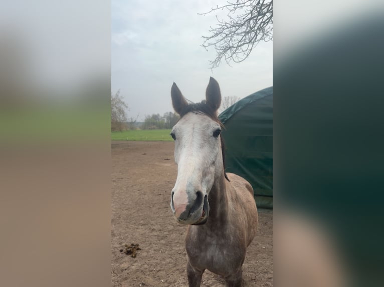 Hannover Giumenta 5 Anni 160 cm Grigio pezzato in Velten