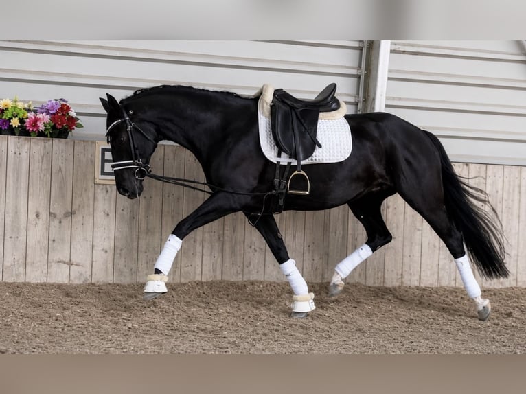Hannover Giumenta 5 Anni 160 cm Morello in Prichsenstadt