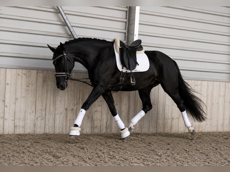 Hannover Giumenta 5 Anni 160 cm Morello in Prichsenstadt