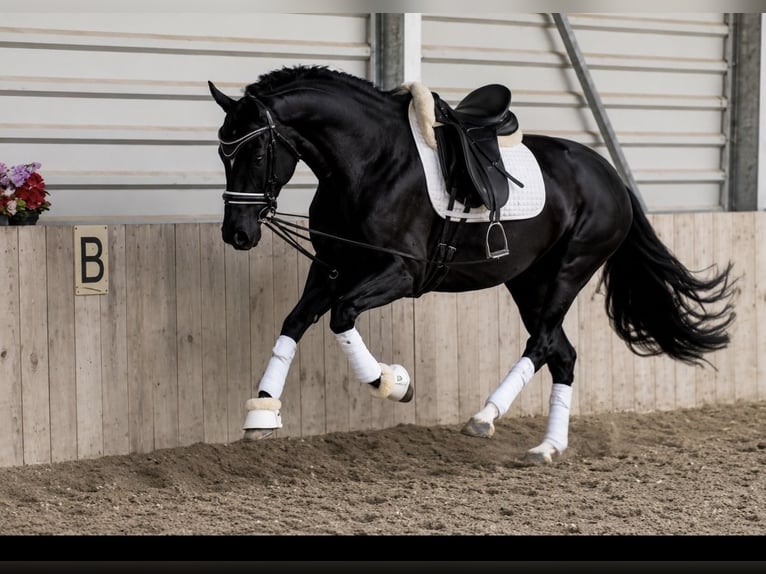 Hannover Giumenta 5 Anni 160 cm Morello in Prichsenstadt