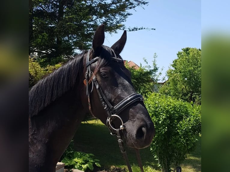 Hannover Giumenta 5 Anni 160 cm Morello in Ludwigshafen am Rhein
