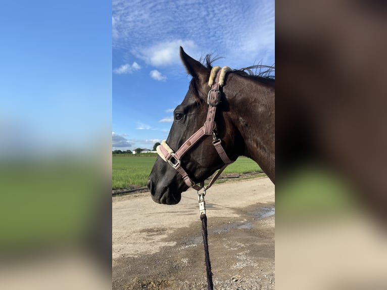 Hannover Giumenta 5 Anni 160 cm Morello in Ludwigshafen am Rhein