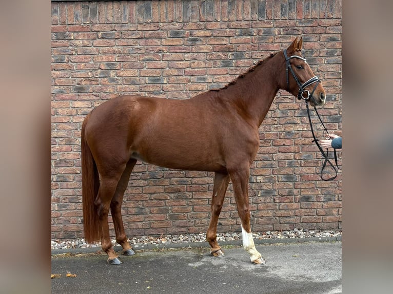 Hannover Giumenta 5 Anni 160 cm Sauro scuro in Niederkassel