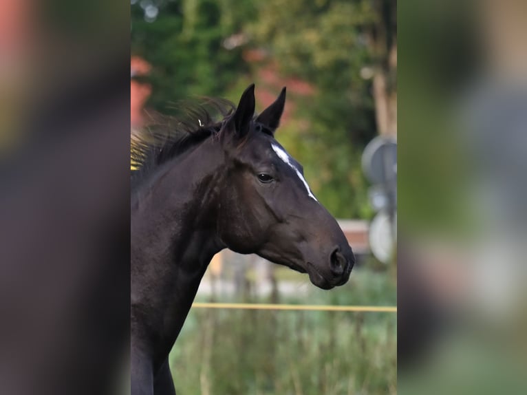 Hannover Giumenta 5 Anni 161 cm Baio nero in Vechelde