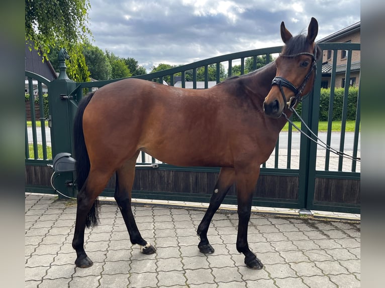 Hannover Giumenta 5 Anni 162 cm Baio in Brest