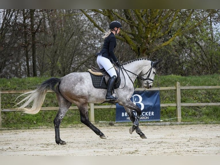 Hannover Giumenta 5 Anni 162 cm Grigio in Riedstadt