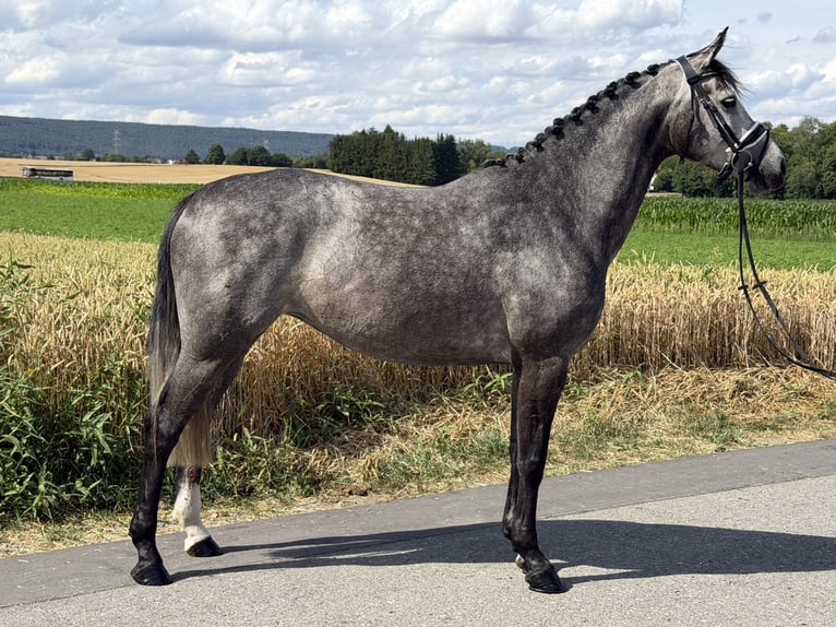 Hannover Giumenta 5 Anni 162 cm Grigio pezzato in Riedlingen