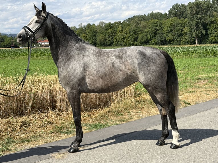 Hannover Giumenta 5 Anni 162 cm Grigio pezzato in Riedlingen