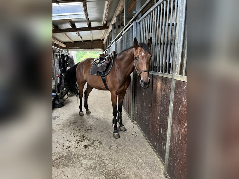 Hannover Giumenta 5 Anni 163 cm Baio in Gablingen