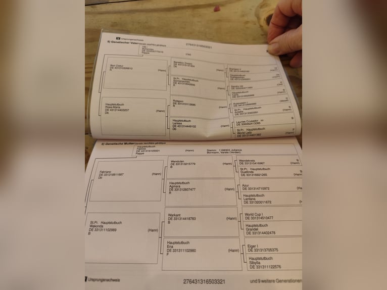 Hannover Giumenta 5 Anni 163 cm Baio nero in Vechelde