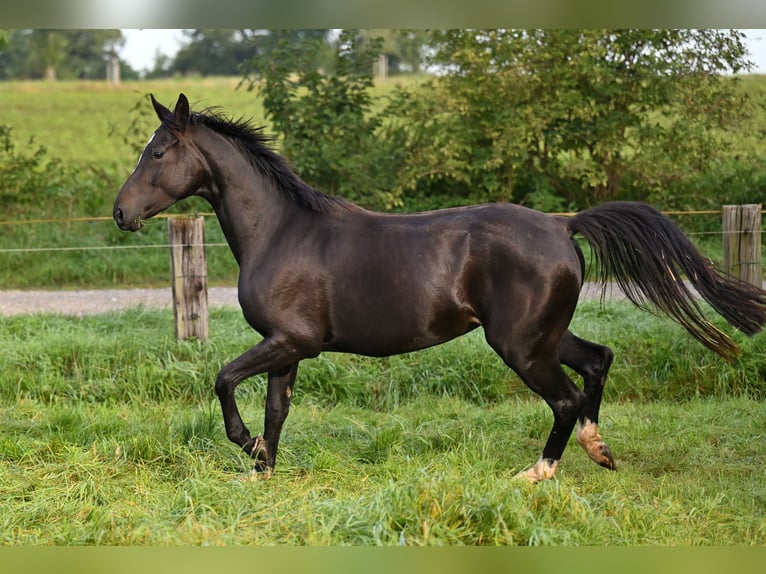 Hannover Giumenta 5 Anni 163 cm Baio nero in Vechelde
