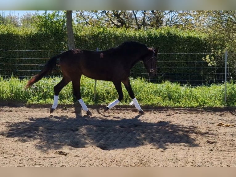 Hannover Giumenta 5 Anni 163 cm Baio scuro in Magdeburg