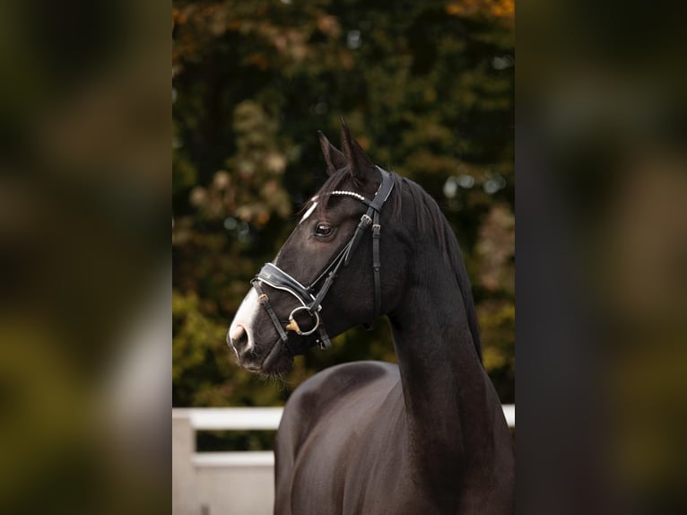 Hannover Giumenta 5 Anni 163 cm Morello in Buchholz (Westerwald)