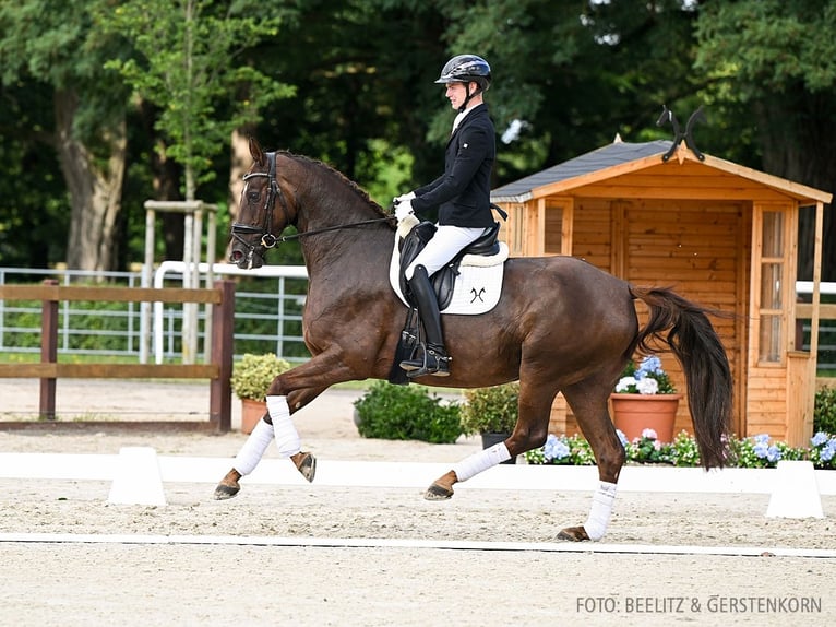 Hannover Giumenta 5 Anni 163 cm Sauro in Verden