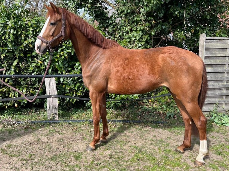 Hannover Giumenta 5 Anni 163 cm Sauro in Wendeburg