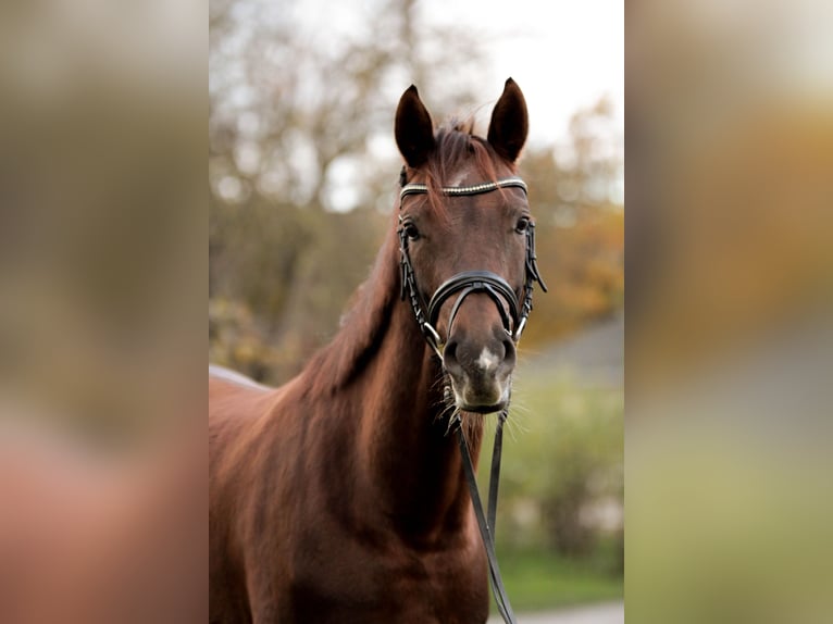 Hannover Giumenta 5 Anni 163 cm Sauro scuro in Großbeeren